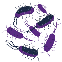 Bacteria VIB purple